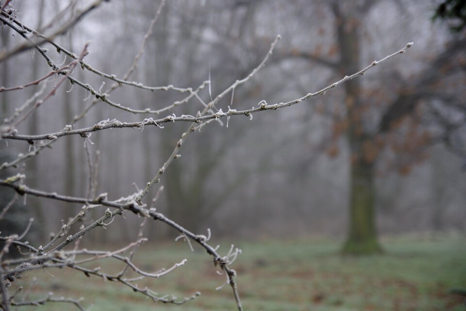 Winter frost branches
