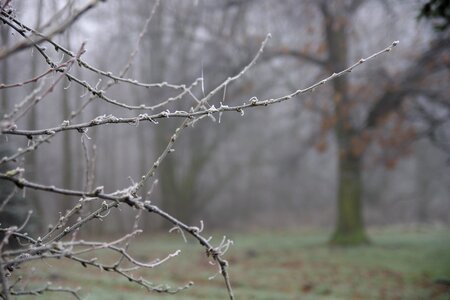 Winter frost branches photo