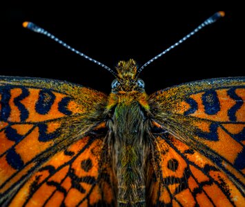 Lepidoptera bespozvonochnoe the metalmark