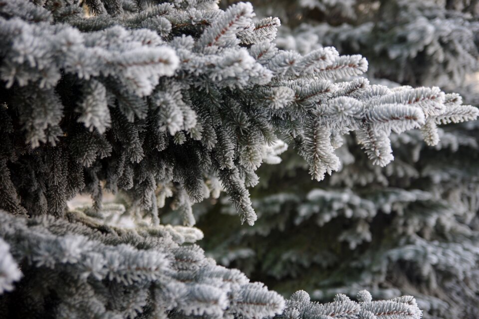 Spruce christmas tree landscape