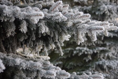 Spruce christmas tree landscape