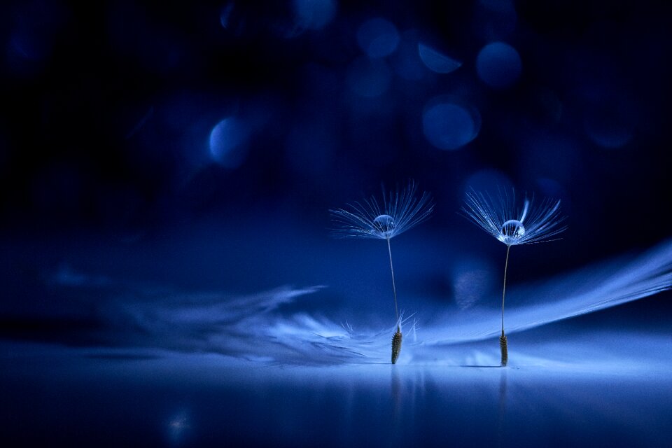 Drop of water plant flowers