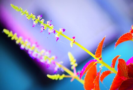 Flora desktop leaf