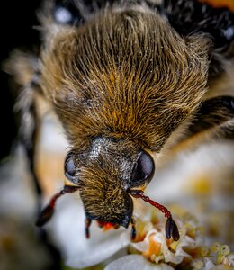 Beetle boskovic eyes photo