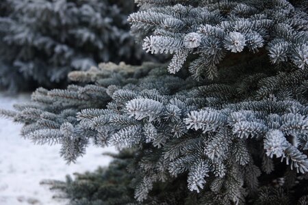 Frost spruce christmas tree photo