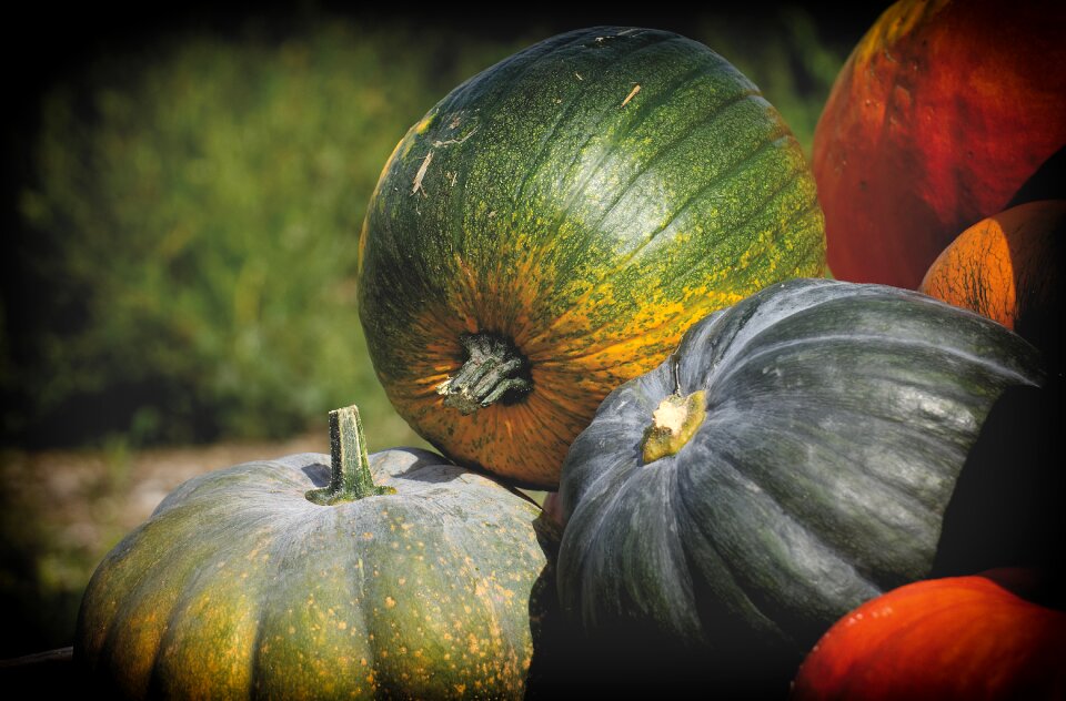Decoration decorative squashes harvest