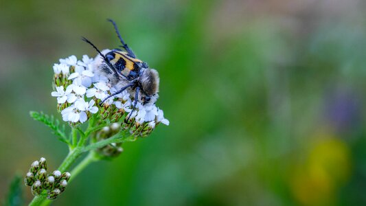 Beetle boskovic flower photo