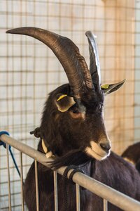 Nature goat horns capri photo