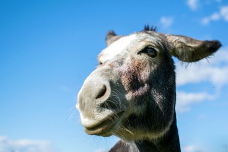 Farm campaign donkey