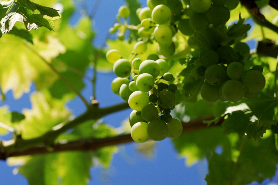 Bunch of grapes viticulture grapevine