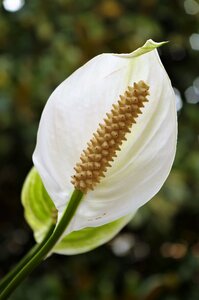 Flower white spathiphyllum