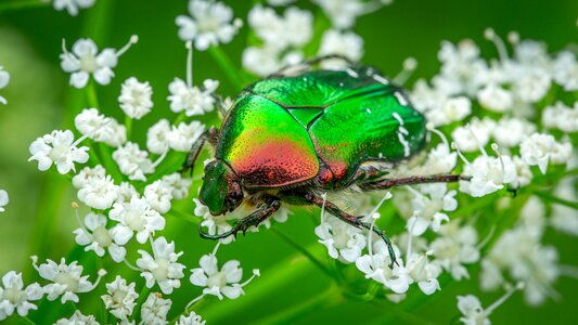 Beetle chafer flower photo