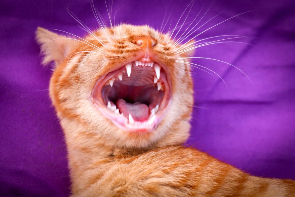 Mackerel fur domestic cat