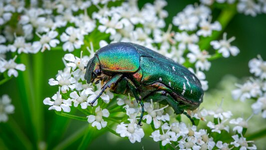 Beetle chafer flower photo