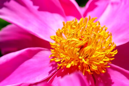 Heart nature blossom