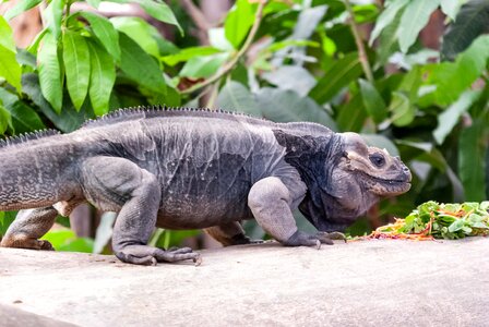 Animal animals portrait