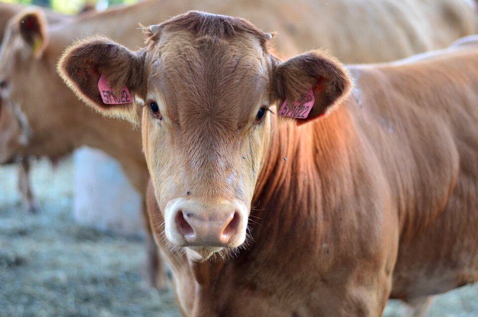 Countryside cattle cows