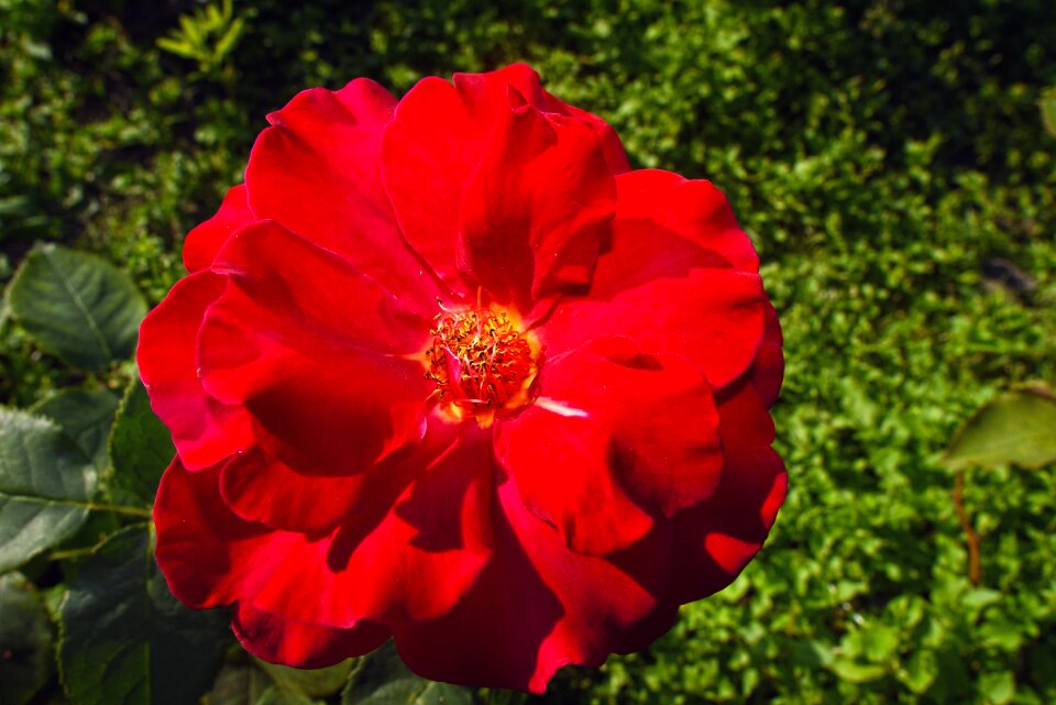 Plant rosa rosaceae