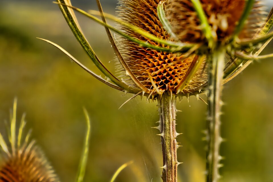 Faded thistle thorns sting