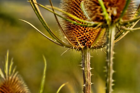Faded thistle thorns sting photo