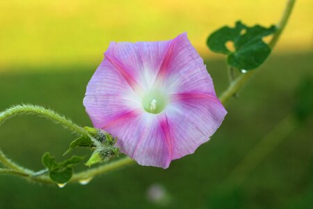 Floral botanical macro