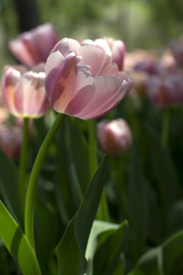 Flower plant spring