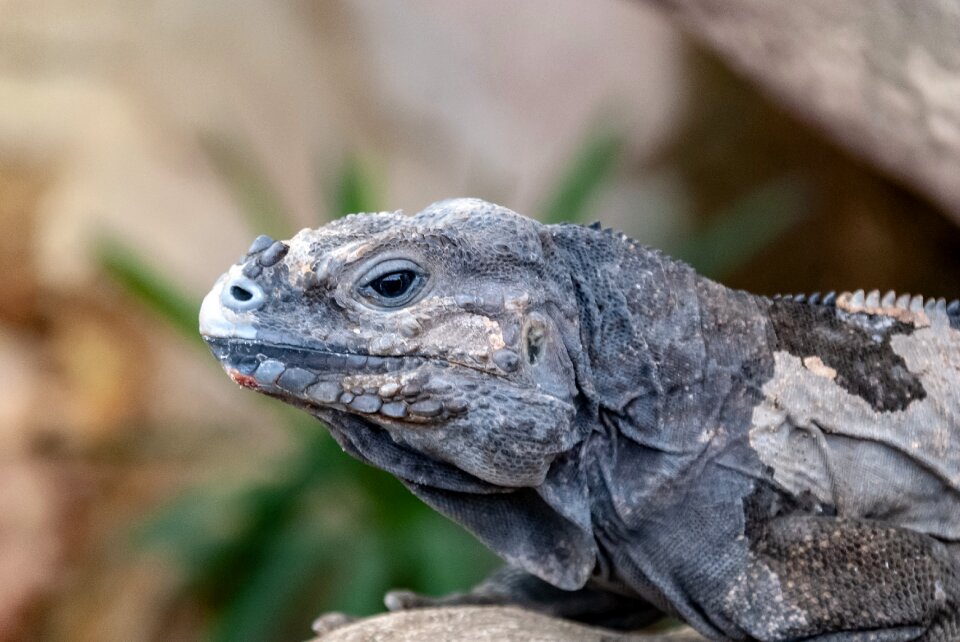 Animal animals portrait