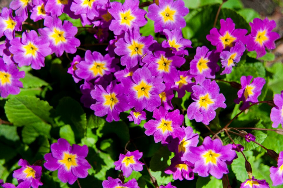 Violets flower summer photo
