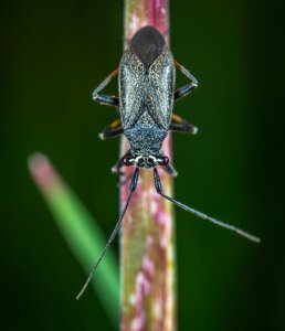 Bespozvonochnoe blade of grass ê