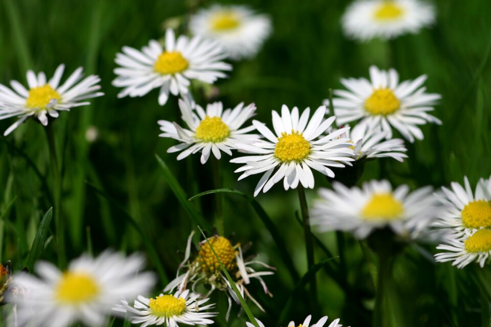 White meadow daisy