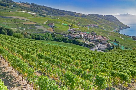 Wine red grapevine lake geneva