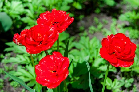 Spring flowers handsomely flower
