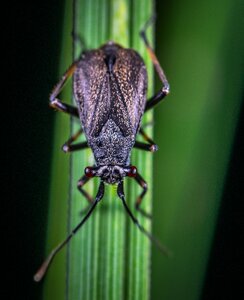Bespozvonochnoe blade of grass ê