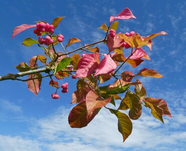 Flowers nature vegetable