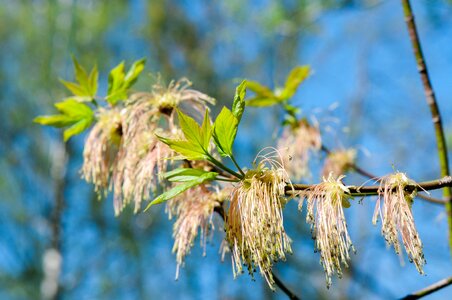 Spring tree shackle