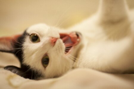 Love friend animal