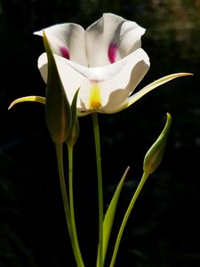 Tranquility lily flower photo