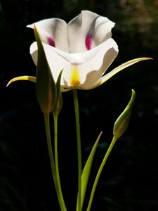 Tranquility lily flower