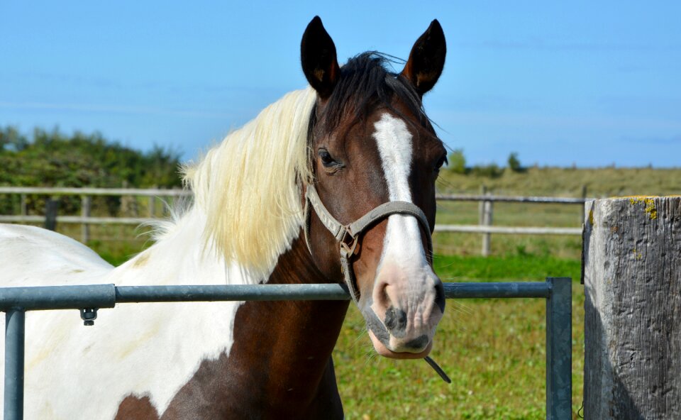 Horseback riding sport nature