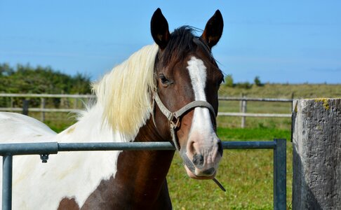 Horseback riding sport nature