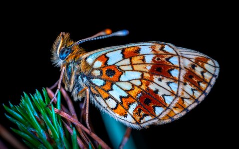 Lepidoptera butterfly the metalmark photo