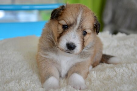 Cute adorable portrait