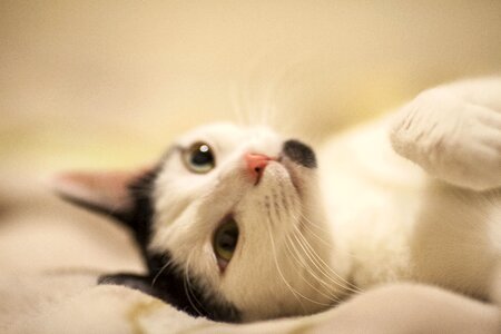 Love friend animal
