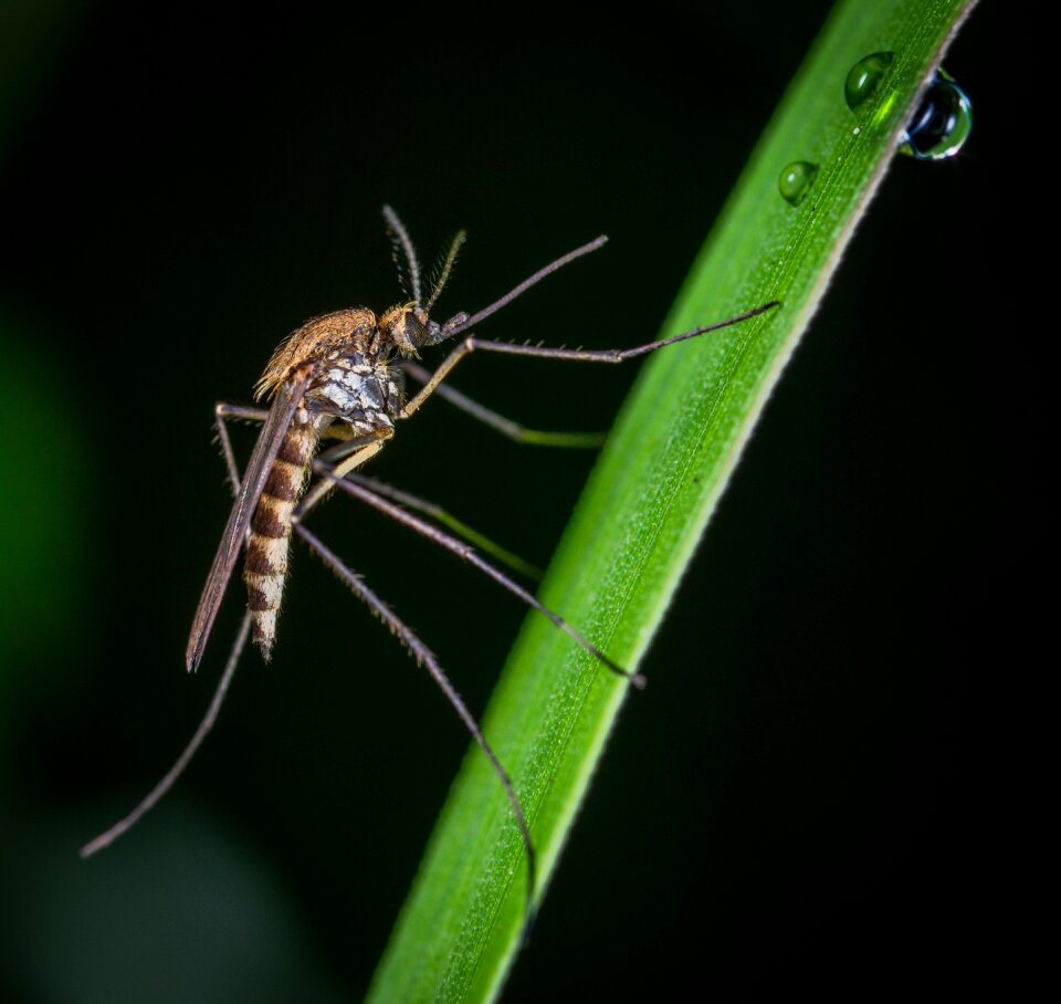 The mosquito diptera rosa