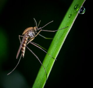 The mosquito diptera rosa