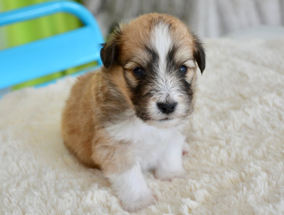 Cute adorable portrait