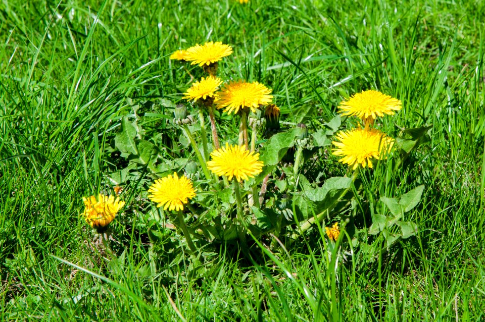 Summer flowers plant nature
