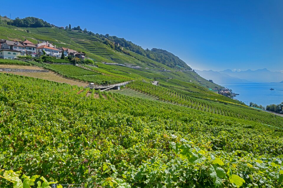 Wine red grapevine lake geneva