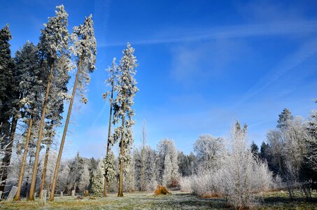 Cold nature frozen