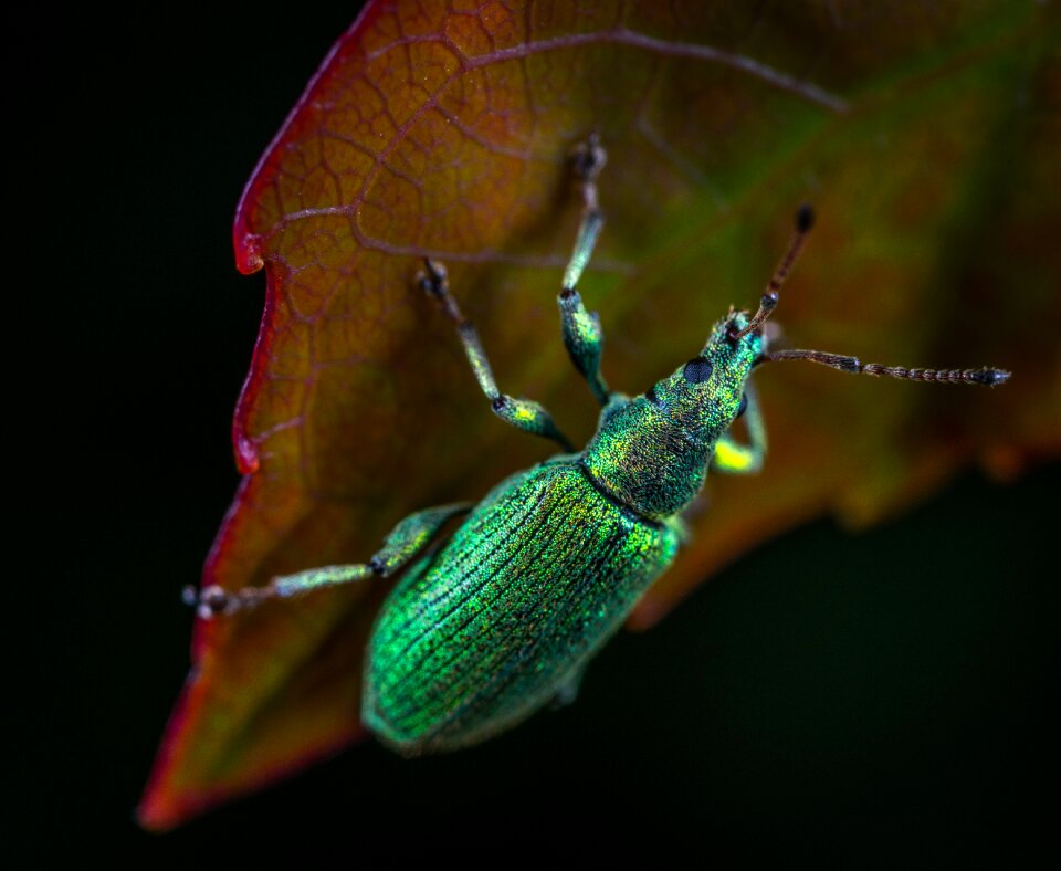 Beetle weevil coleoptera